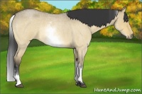 Horse Color:White Spotted Buckskin Roan Dun Rabicano Brindle