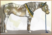 Horse Color:White Spotted Liver Chestnut