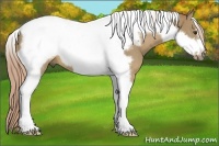 Horse Color:Palomino Tobiano Frame