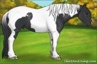 Horse Color:Black Tobiano