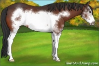 Horse Color:White Spotted Bay Frame 