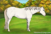 Horse Color:Perlino Roan Dun 