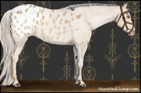 Horse Color:Palomino Blanket Rabicano 
