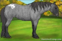 Horse Color:Blue Roan Varnish 