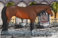Horse Color:Bay Sabino 