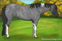 Horse Color:Blue Roan Tobiano Rabicano