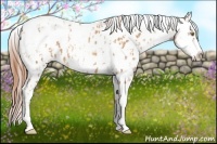 Horse Color:Gold Champagne Appaloosa  and Gold Champagne Appaloosa Rabicano 