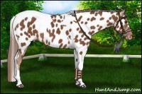 Horse Color:Chestnut Tobiano Near Leopard 