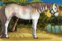 Horse Color:Nacre White Spotted Liver Red Onyx Rabicano 