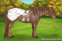 Horse Color:Chestnut Appaloosa