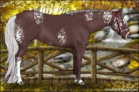 Horse Color:White Spotted Chocolate Silver Black Chinchilla Sabino