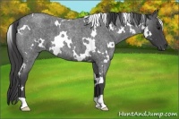 Horse Color:White Spotted Smoky Blue Roan 