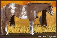 Horse Color:White Spotted Chestnut Sabino 