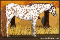 Horse Color:Chestnut Near Leopard 