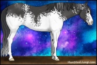 Horse Color:White Spotted Black Sabino 