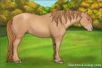 Horse Color:Gold Champagne 