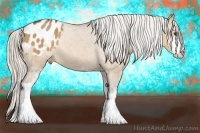 Horse Color:Silver Bay Dun Sabino Appaloosa