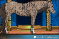 Horse Color:Black  and Classic Champagne 