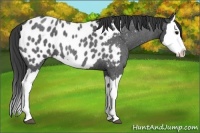 Horse Color:Blue Roan Splash Appaloosa 