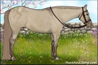 Horse Color:Liver Red Dun Appaloosa 