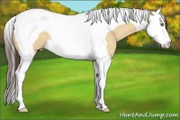 Horse Color:Amber Champagne Dun Splash Tobiano Rabicano
