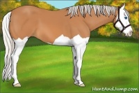 Horse Color:Silver Bay Splash 