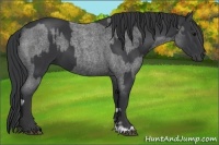 Horse Color:Black  and Blue Roan 