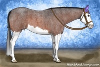 Horse Color:Bay Roan Splash Appaloosa