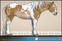 Horse Color:Chocolate Palomino Dun Mushroom Sabino Splash Tobiano Rabicano 