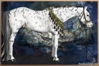 Horse Color:Blue Onyx Appaloosa Rabicano