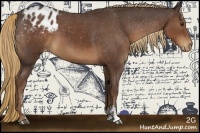 Horse Color:Liver Chestnut Sabino Appaloosa 
