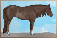 Horse Color:Liver Chestnut and Liver Chestnut Rabicano