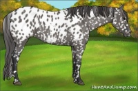 Horse Color:Grullo Appaloosa