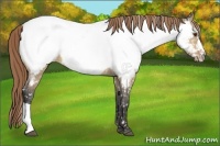 Horse Color:Buckskin Dun Appaloosa 