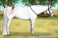 Horse Color:Chocolate Palomino Dun Varnish Brindle 