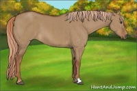 Horse Color:Red Dun Brindle 