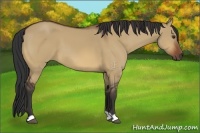 Horse Color:Bay Dun