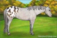 Horse Color:Brown Dun Appaloosa Brindle 