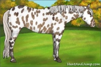 Horse Color:Silver Bay Dun Appaloosa