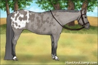 Horse Color:Grullo Appaloosa