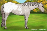 Horse Color:Liver Red Dun Appaloosa 