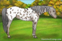Horse Color:Liver Red Dun Appaloosa 