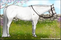 Horse Color:Liver Red Dun Appaloosa 