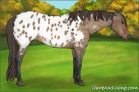 Horse Color:Bay Dun Appaloosa Rabicano 