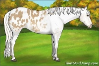 Horse Color:Silver Buckskin Dun Appaloosa 