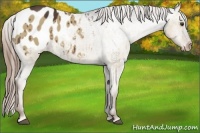 Horse Color:Liver Red Dun Appaloosa