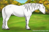 Horse Color:Silver Black Chinchilla Sabino Appaloosa