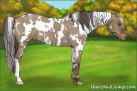 Horse Color:White Spotted Liver Red Dun Appaloosa 