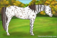 Horse Color:Brown Dun Appaloosa 