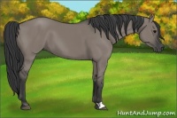 Horse Color:Grullo
